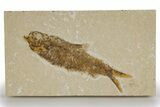 Detailed Fossil Fish (Knightia) - Wyoming #318608-1
